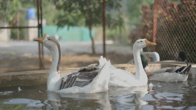 Farm animals - cottage with mountain view Trimbakeshwar